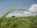 Teff